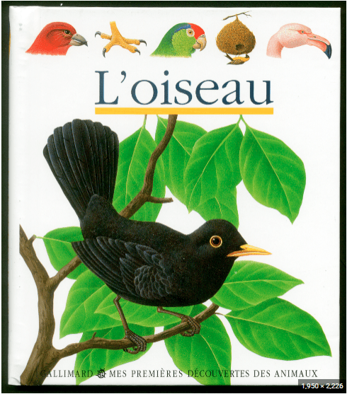 L'oiseau - Click to enlarge picture.